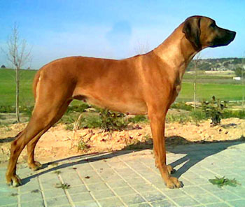 Rhodesian ridgeback hot sale precio